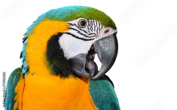 Obraz Macaw Parrot