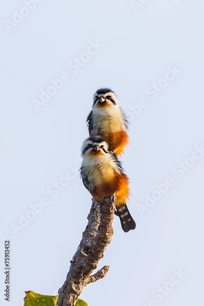 Obraz Couple of Collared Falconet (Microhierax caerulescens) 