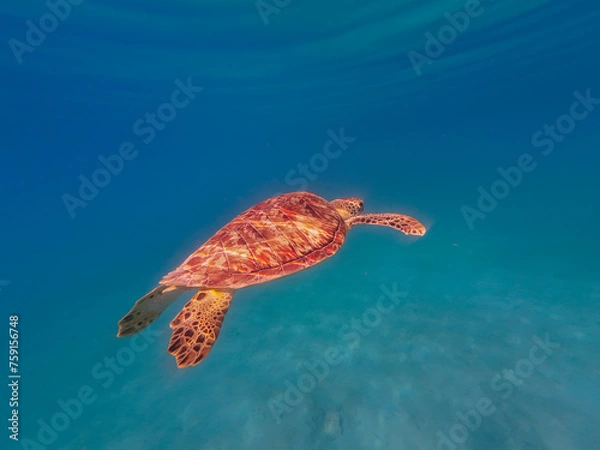Obraz Sea Turtle Swimming