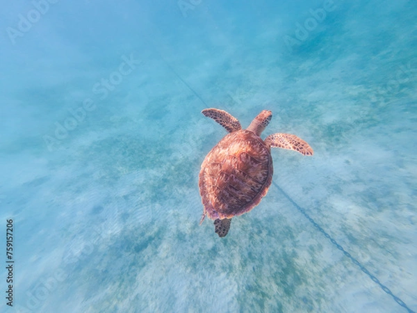 Obraz Sea Turtle Swimming