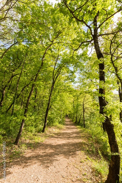 Fototapeta Tall trees in spring and green foliage