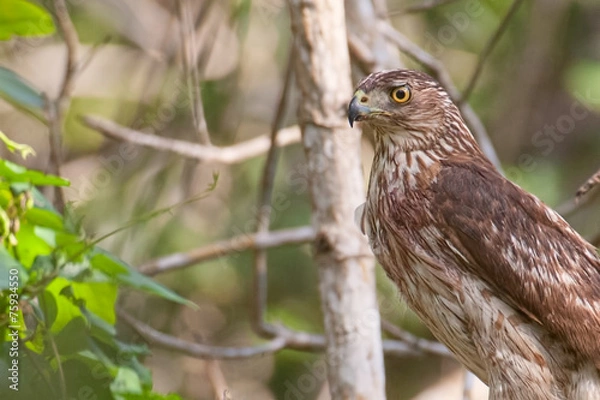 Obraz Coopers Hawk