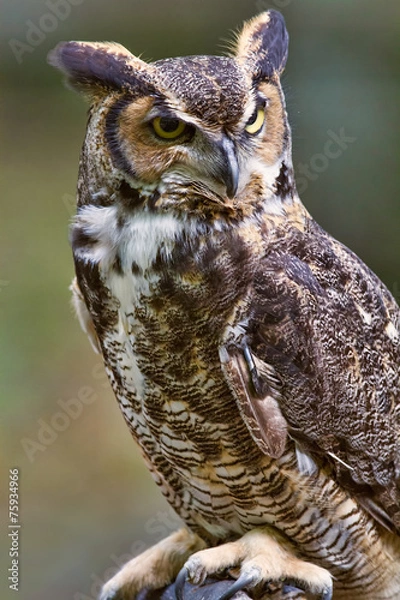 Obraz Great Horned Owl