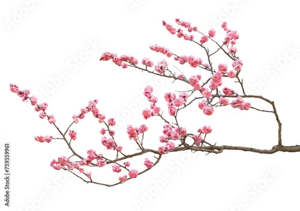 Obraz 梅の花　3月撮影