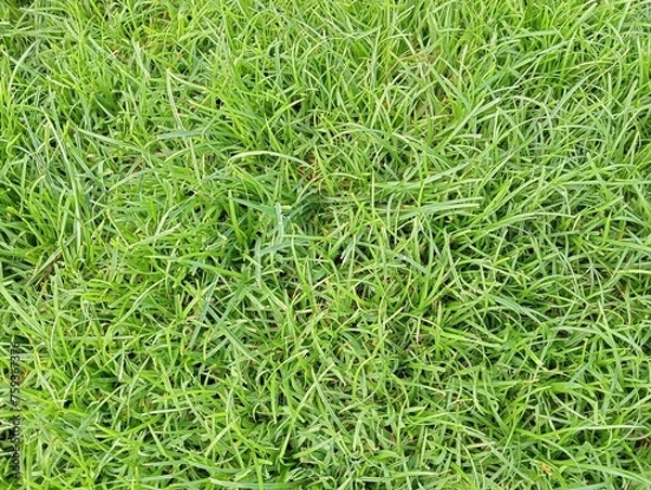 Obraz green grass background