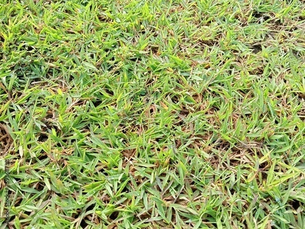 Obraz green grass background