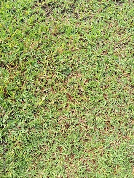 Obraz green grass background