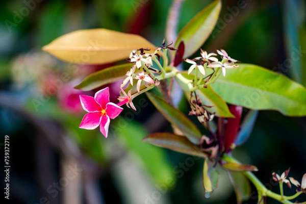 Fototapeta Beautiful pink gelutong (Dyera costulata) flowers on a tree. Dyera costulata or jelutong is a type of tree in the oleander subfamily. Grows in Malaysia, Borneo, Sumatra and southern Thailand, border f