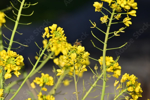 Fototapeta 春の訪れを感じるミツバチと菜の花の共演