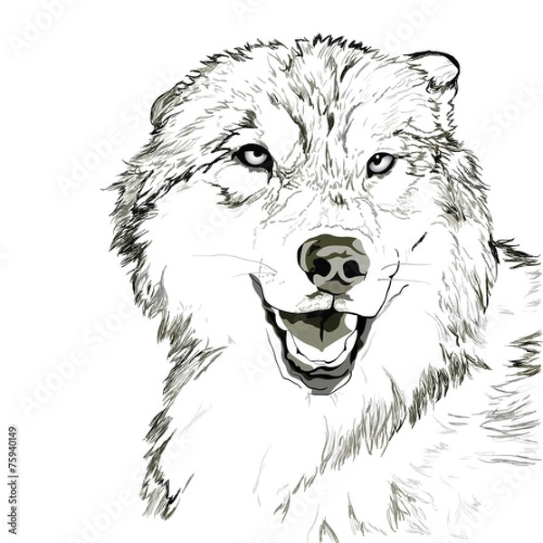 Fototapeta Wolf muzzle sketch