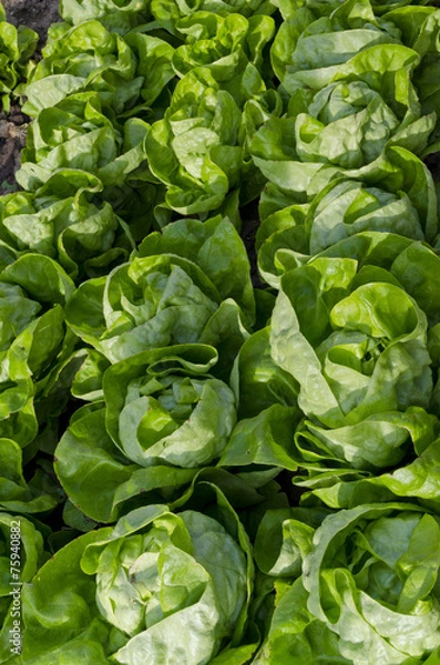 Obraz Growing bio lettuce in the northern Bulgaria in the summer