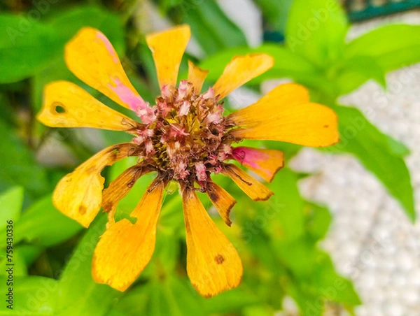 Obraz Flower petals that don't bloom