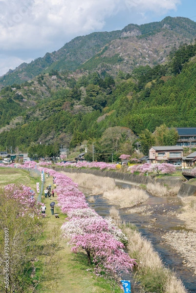 Fototapeta 愛知県新城市　しだれ花桃の里