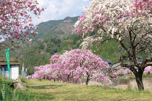 Fototapeta 愛知県新城市　しだれ花桃の里