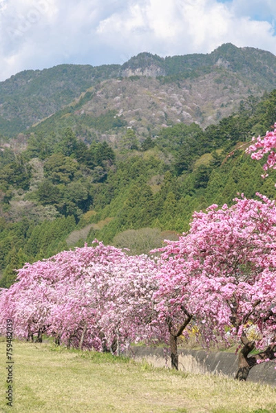 Fototapeta 愛知県新城市　しだれ花桃の里