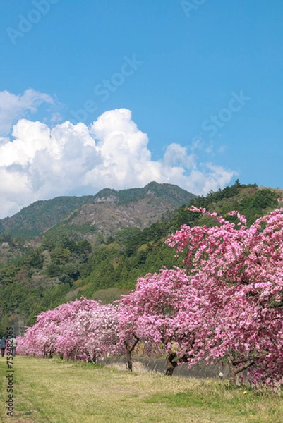 Fototapeta 愛知県新城市　しだれ花桃の里