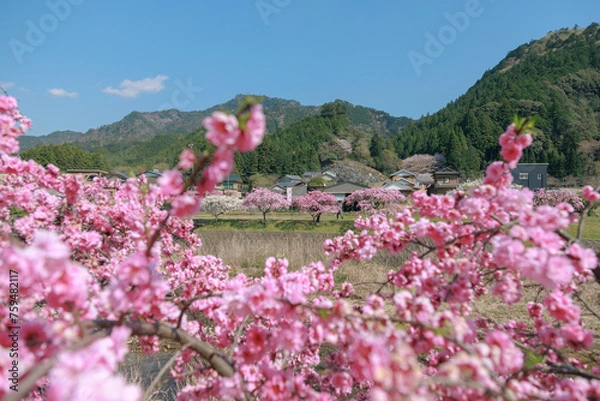 Fototapeta 愛知県新城市　しだれ花桃の里