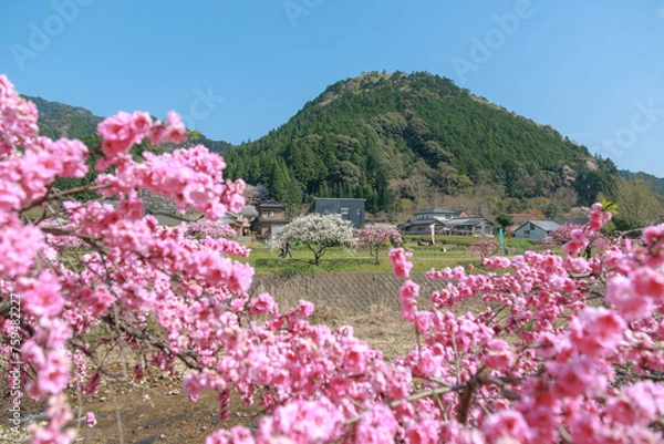 Fototapeta 愛知県新城市　しだれ花桃の里