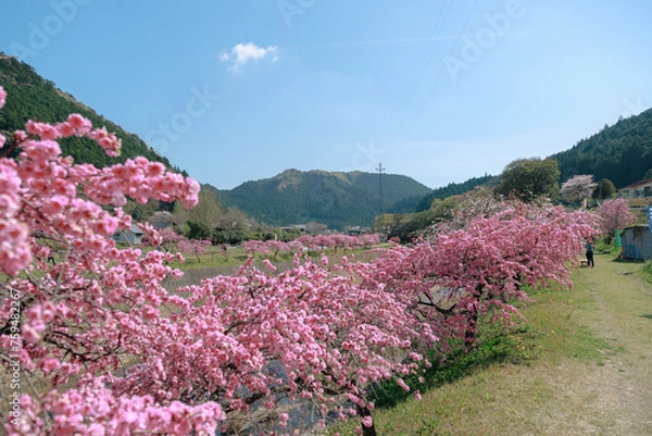 Fototapeta 愛知県新城市　しだれ花桃の里