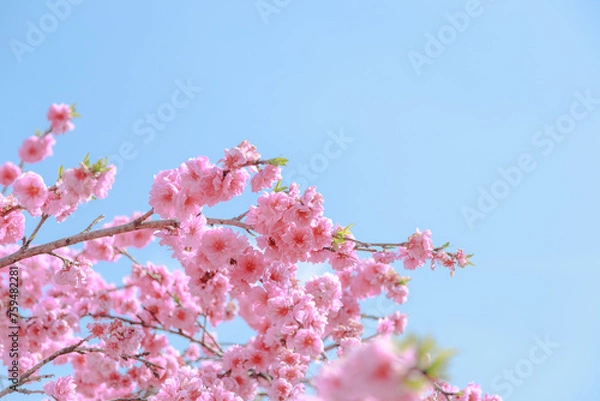 Fototapeta 愛知県新城市　しだれ花桃の里