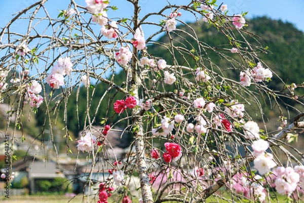 Fototapeta 愛知県新城市　しだれ花桃の里