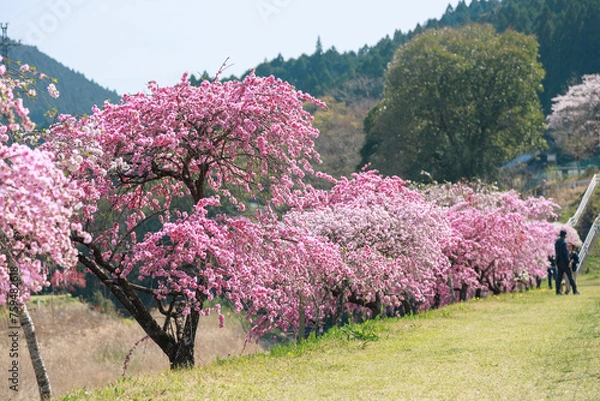 Fototapeta 愛知県新城市　しだれ花桃の里