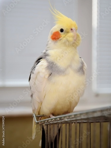 Obraz cockatiel