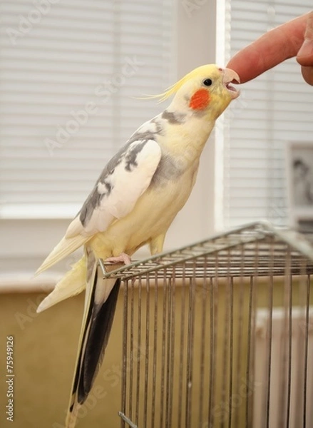 Obraz cockatiel