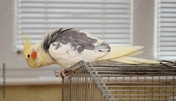 Obraz cockatiel