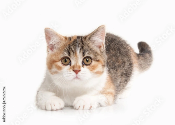 Obraz Cat. Scottish highland kitten with white on white background