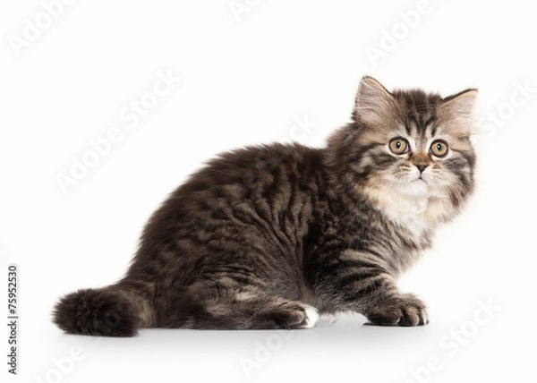 Fototapeta Cat. Scottish highland kitten with white on white background