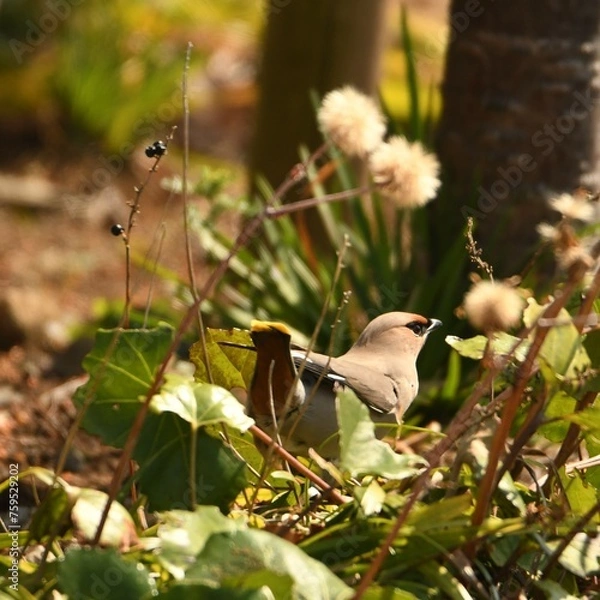 Obraz 神奈川県の野鳥