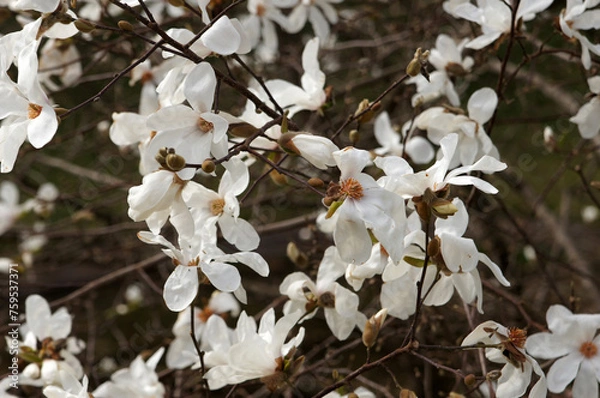 Obraz Fleur de Magnolia
