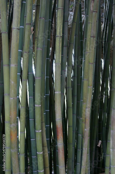 Obraz Bambous serrés