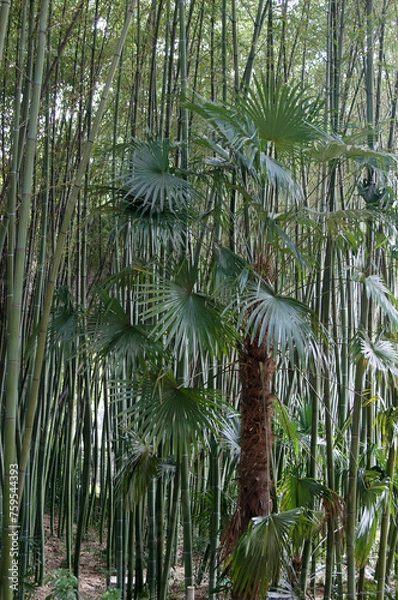Obraz Plante tropicale devant bambou