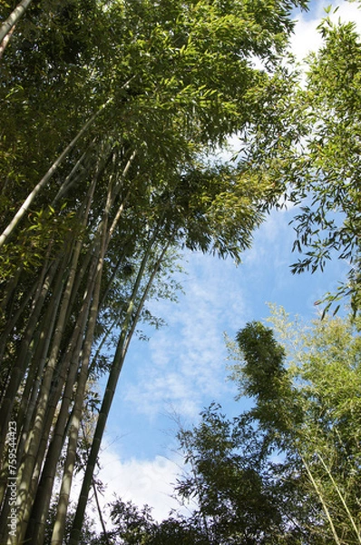 Obraz Feuillage de bambous sur ciel