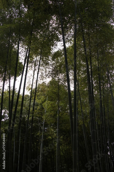 Obraz Cîmes de bambous