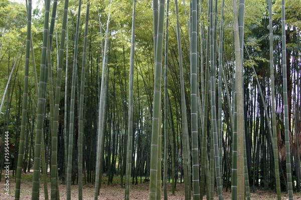 Obraz Prairie de bambous