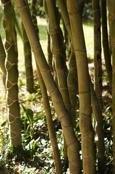 Obraz Troncs de bambous