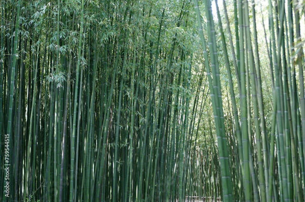 Obraz Allée de bambous