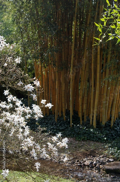 Obraz Fleurs devant bambou