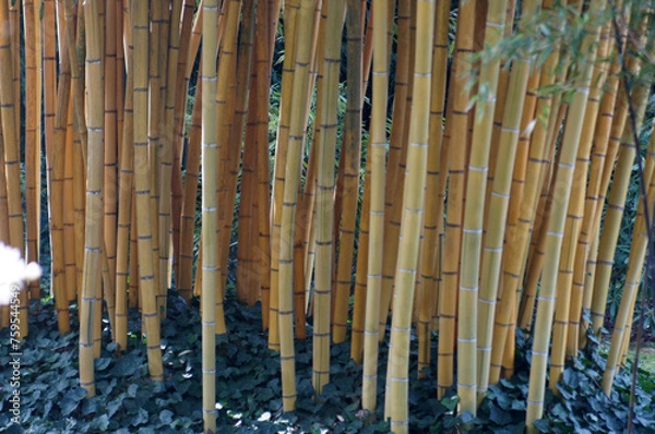 Obraz Rang de bambous 