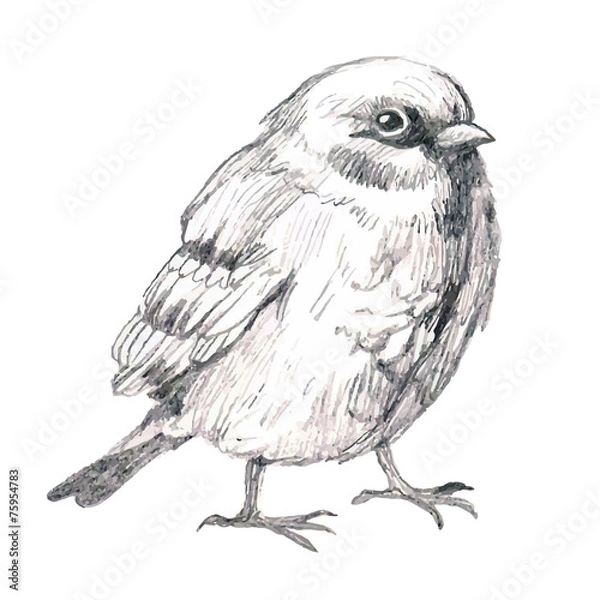 Obraz pencil sketch illustration with bird