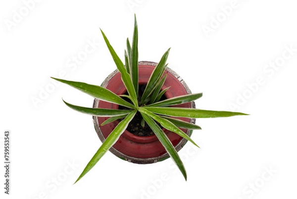 Fototapeta Top view of young Spider Plant or Chlorophytum bichetii (Karrer) Backer plant is growing in brown pot isolated on white background included clipping path.