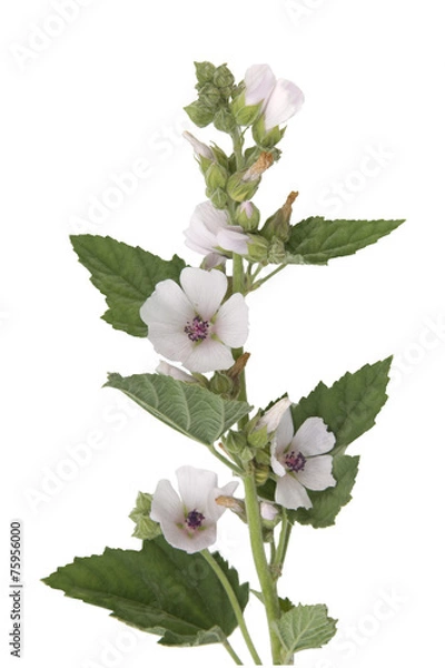 Obraz Eibisch; Althaea; Officinalis; Althaea;