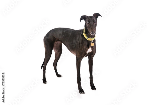 Obraz Greyhound
