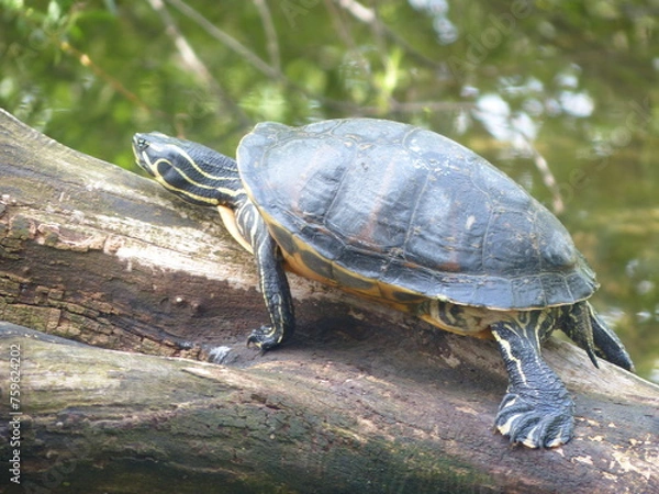 Obraz Tortue dans un étang