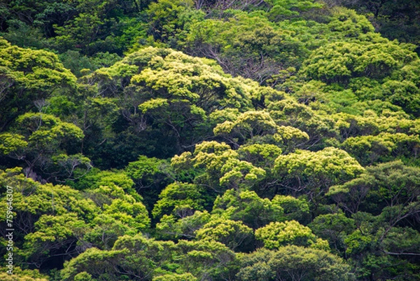 Fototapeta 春、新緑、新緑の山