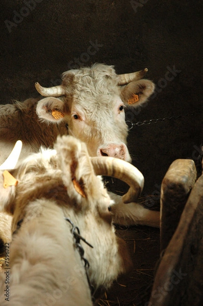 Obraz Elevage Charolais