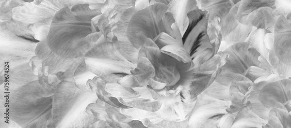 Fototapeta Tulips flowers.  Floral spring background.  Close-up. Nature.